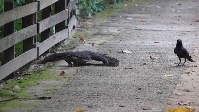 House Crow - ML646047596