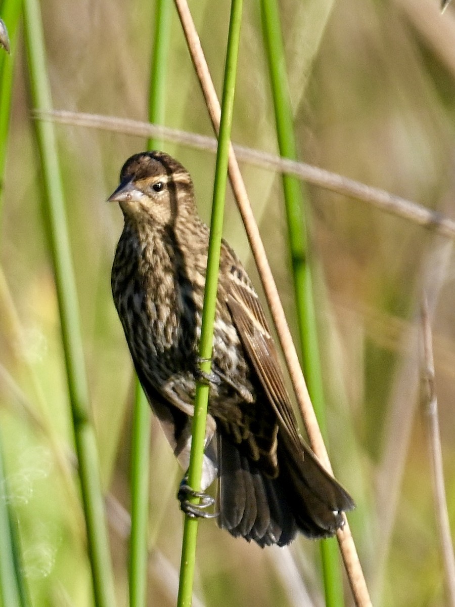 Еполетник червоноплечий - ML646047598