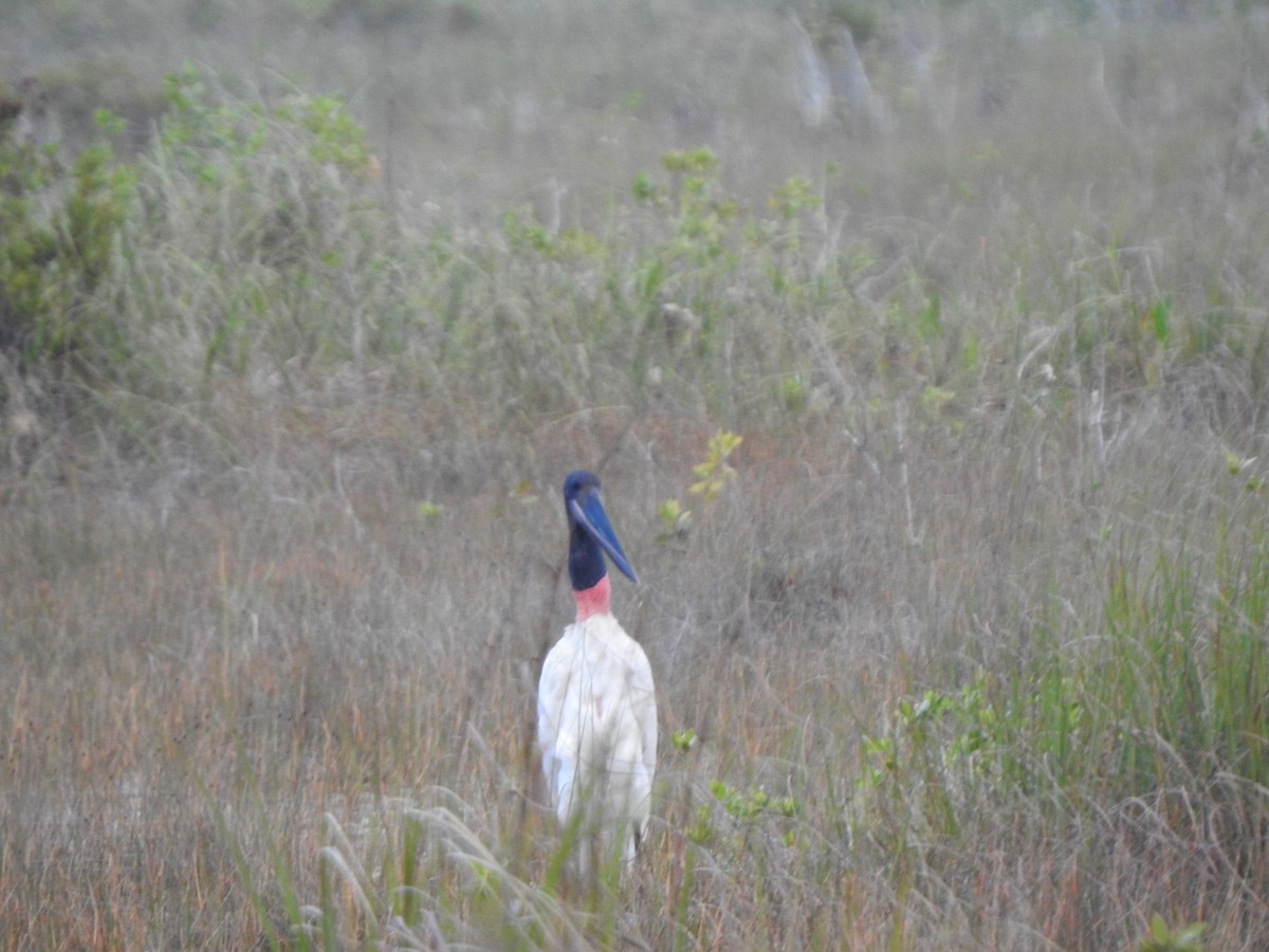 Jabiru - ML646047602