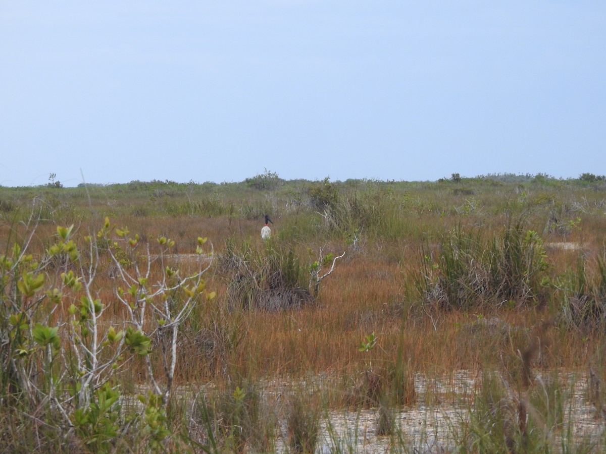 Jabiru - ML646047603