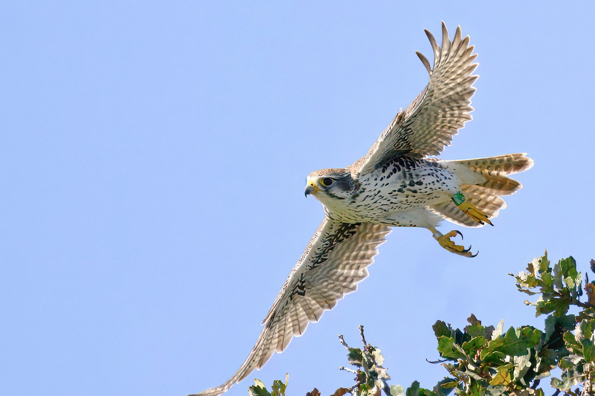Prairie Falcon - ML646047606