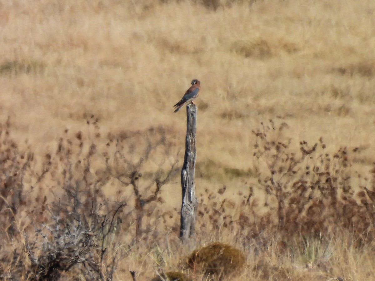 American Kestrel - ML646047607