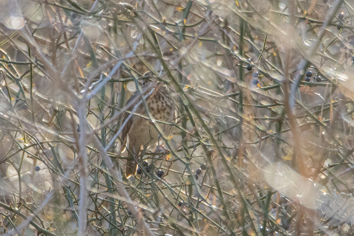 drozd rezavoocasý - ML646047608