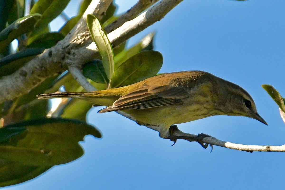 Palm Warbler - ML646047612