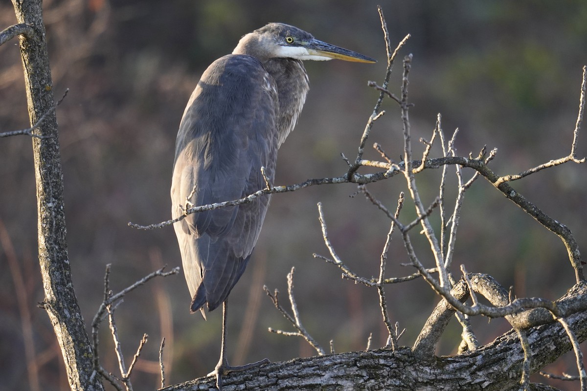 Great Blue Heron (Great Blue) - ML646047615