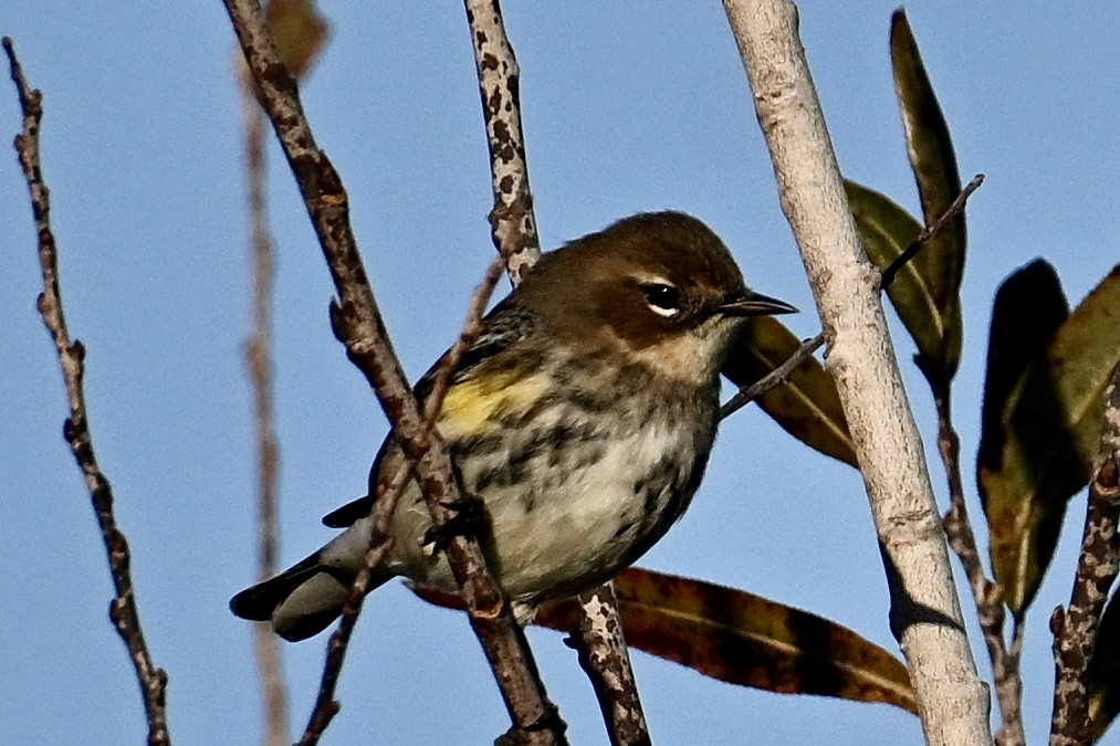 Yellow-rumped Warbler - ML646047619