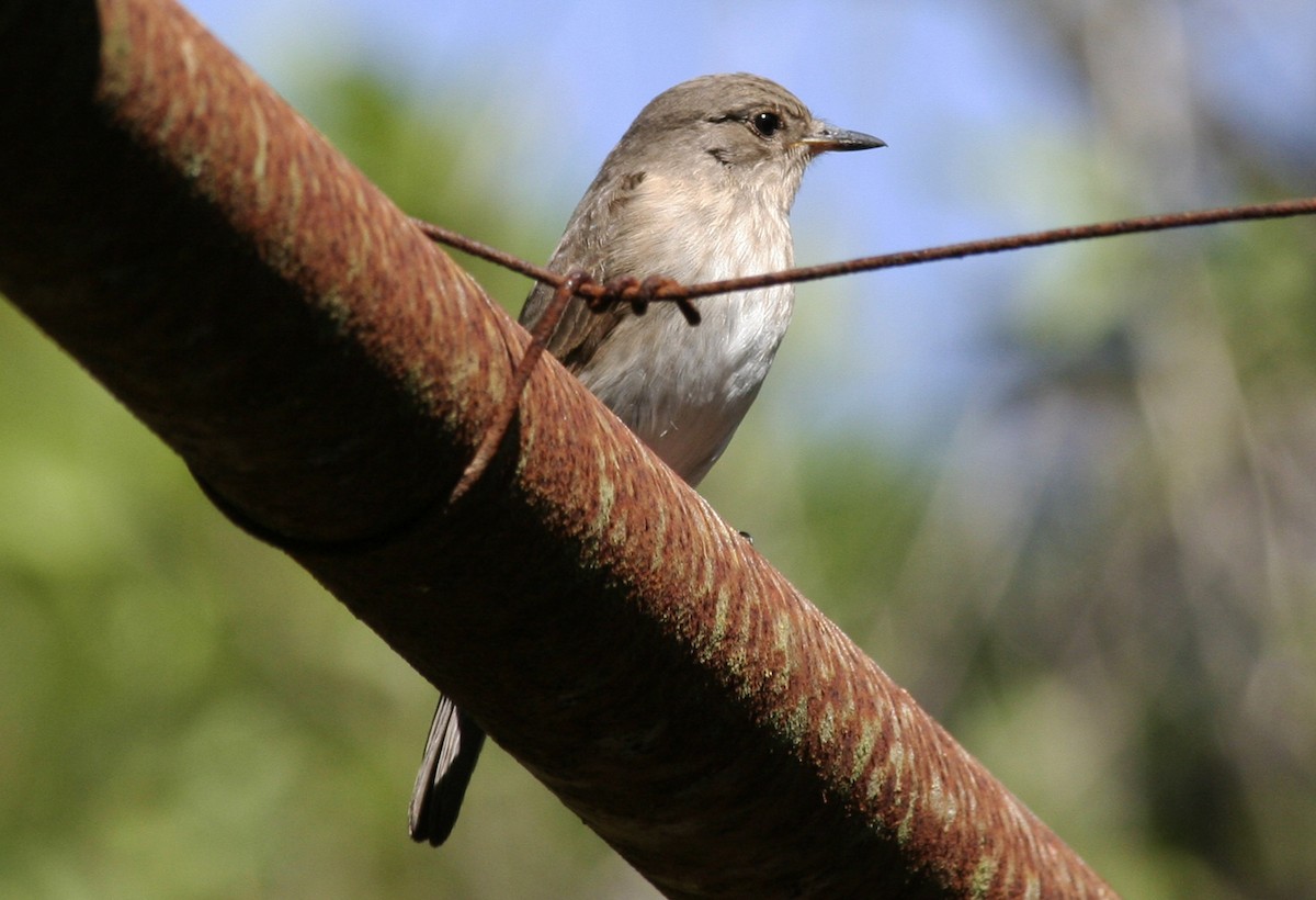Spotted Flycatcher (Mediterranean) - ML646047620