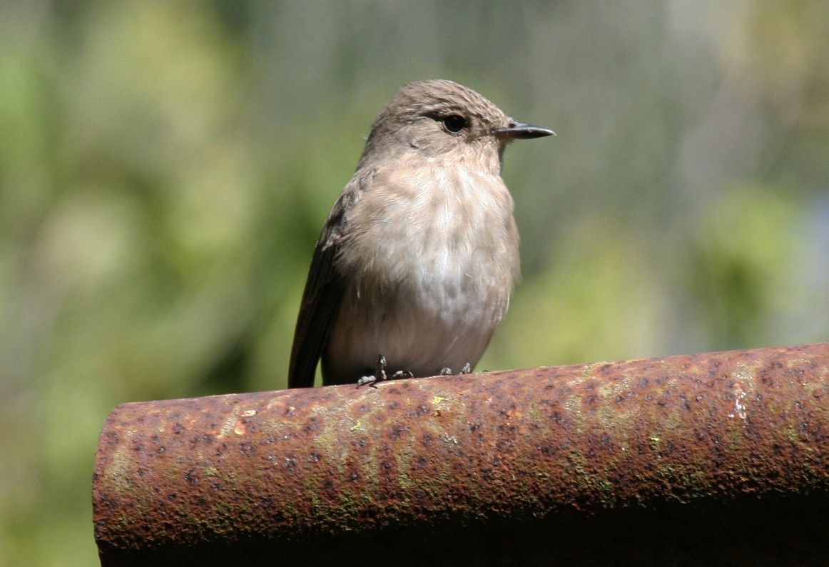 Spotted Flycatcher (Mediterranean) - ML646047621