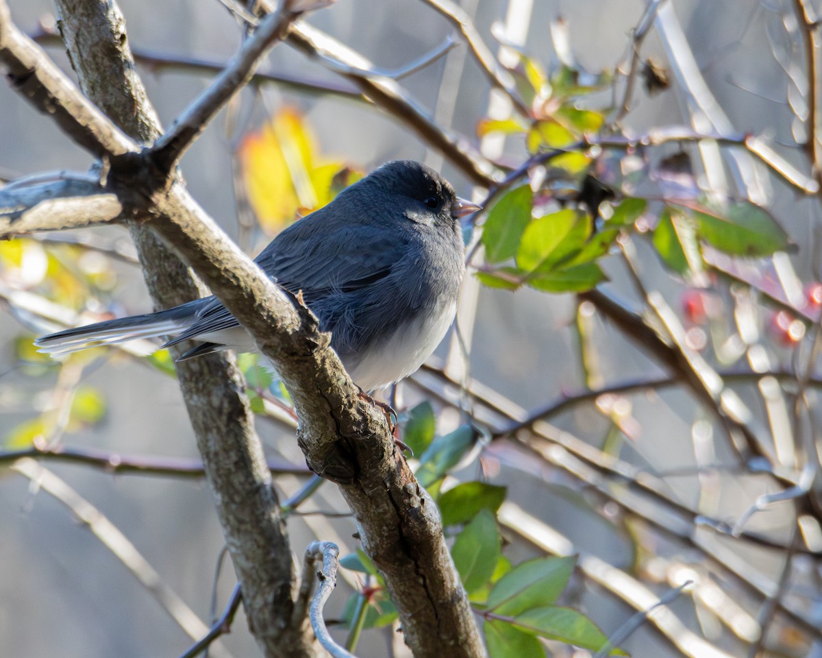 Dark-eyed Junco - ML646047626