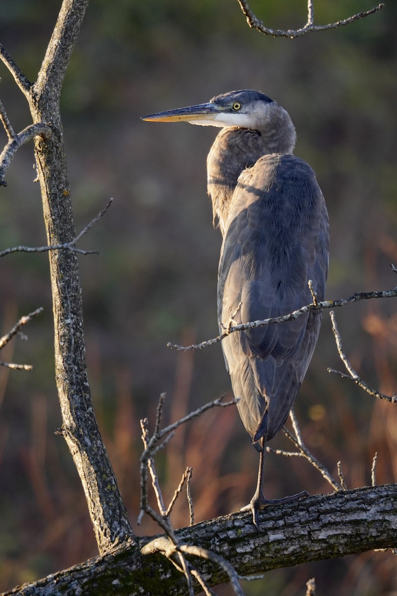 Great Blue Heron (Great Blue) - ML646047627
