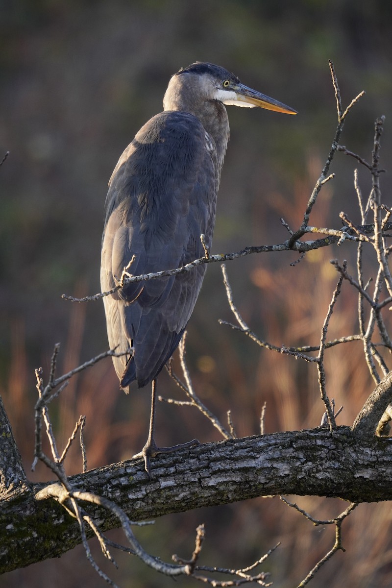 Great Blue Heron (Great Blue) - ML646047632