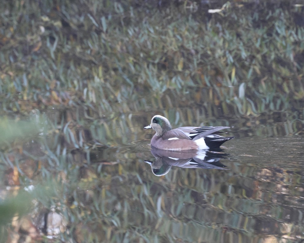 Fischione americano - ML646047635