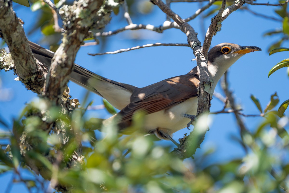Yellow-billed Cuckoo - ML646047638
