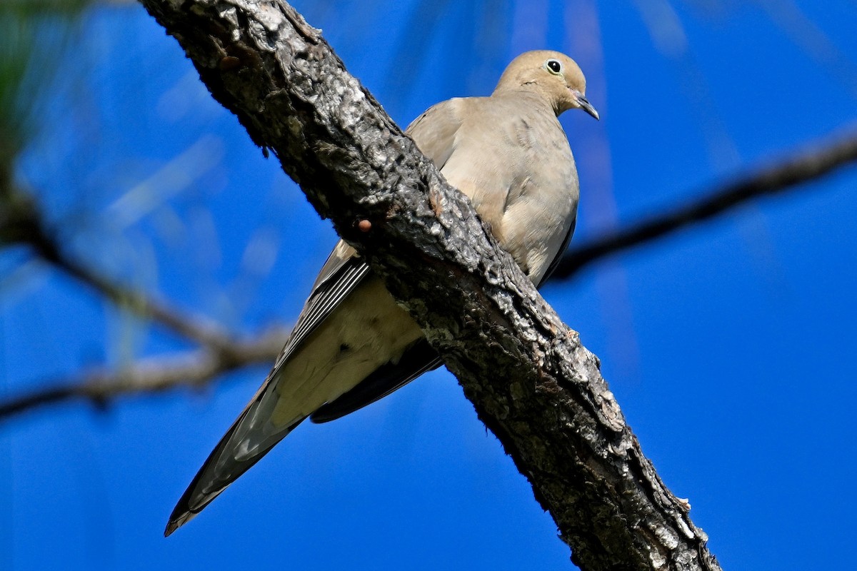 ナゲキバト - ML646047640