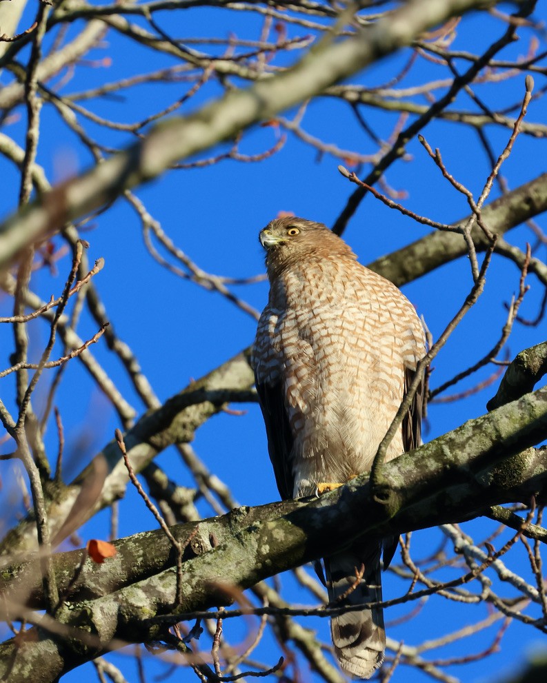 Cooper's Hawk - ML646047641