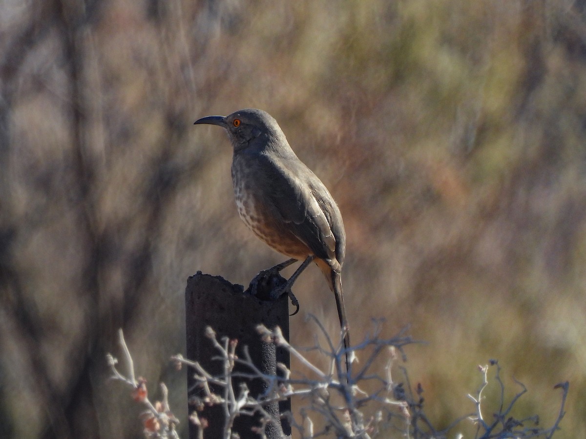 Curve-billed Thrasher - ML646047642