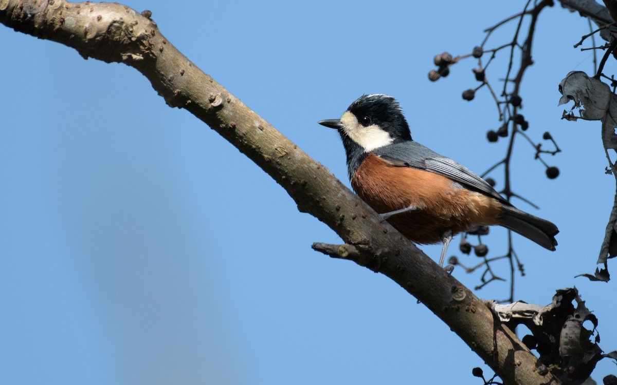 Mésange de Gould - ML646047643