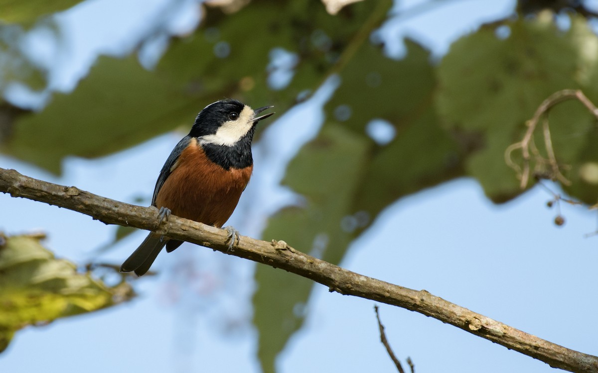 Mésange de Gould - ML646047644