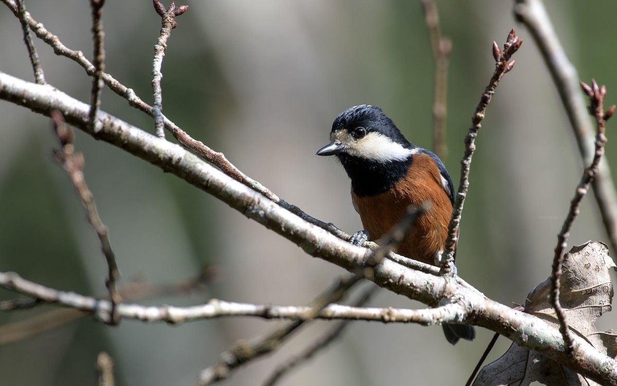 Mésange de Gould - ML646047645