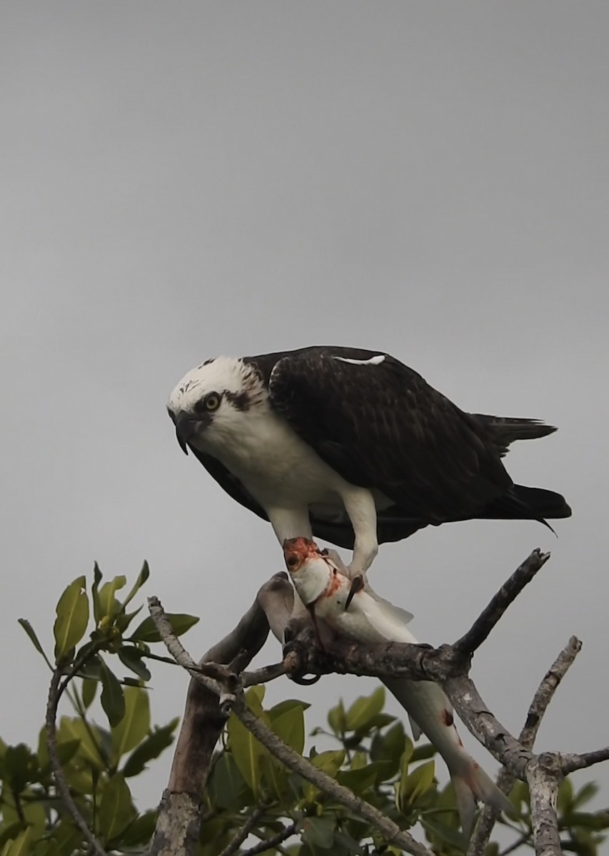 Osprey - ML646047648