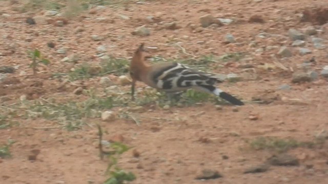Common Hoopoe - ML646047649