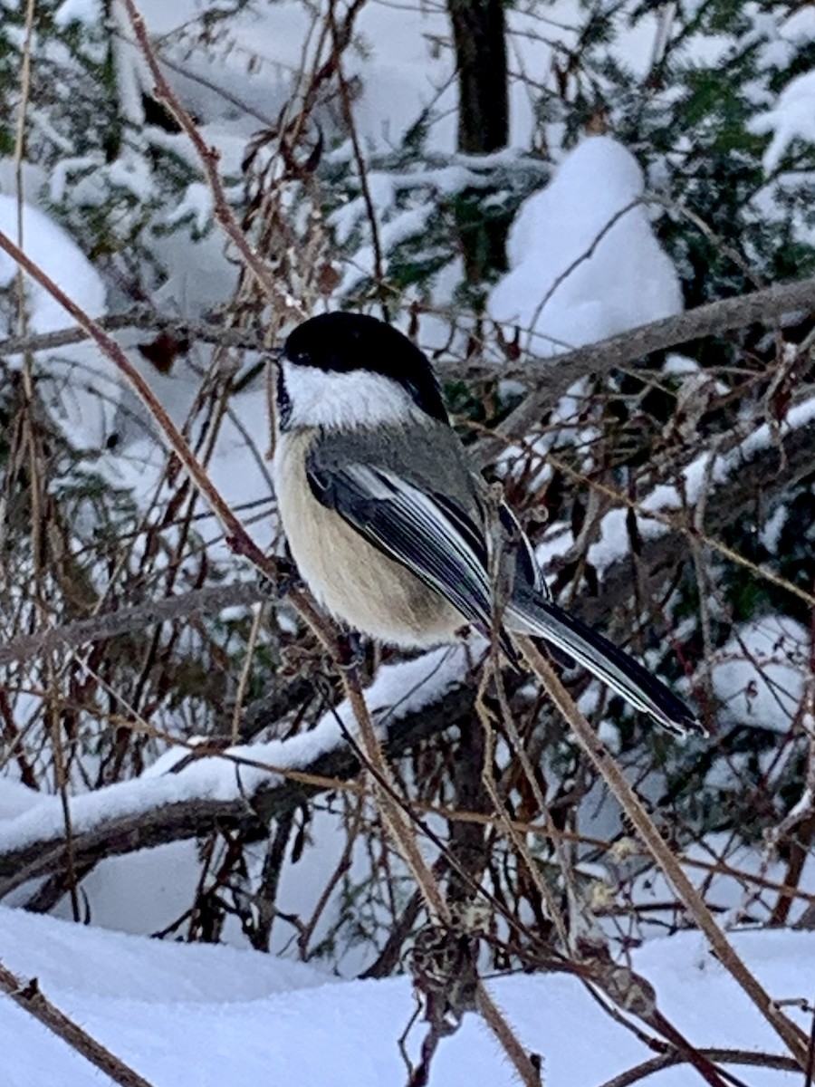 Mésange à tête noire - ML646047650