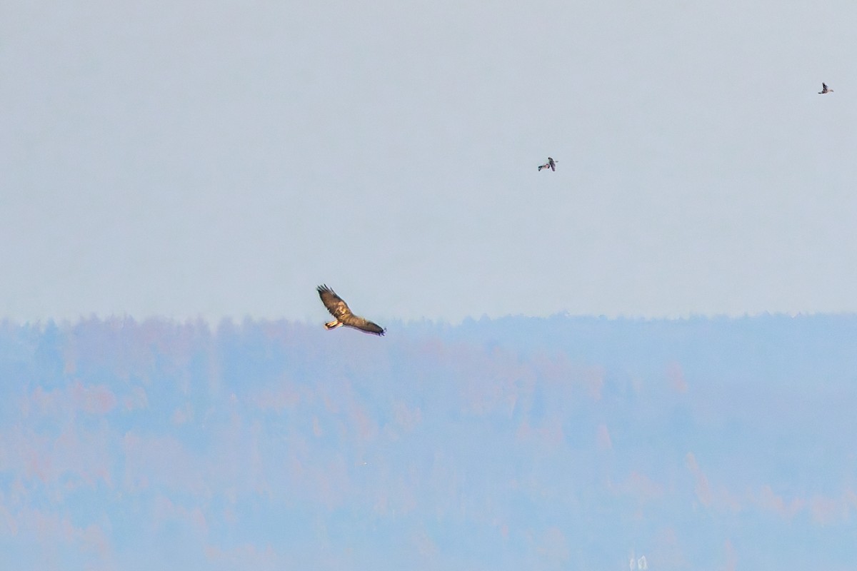 Buse variable - ML646047651