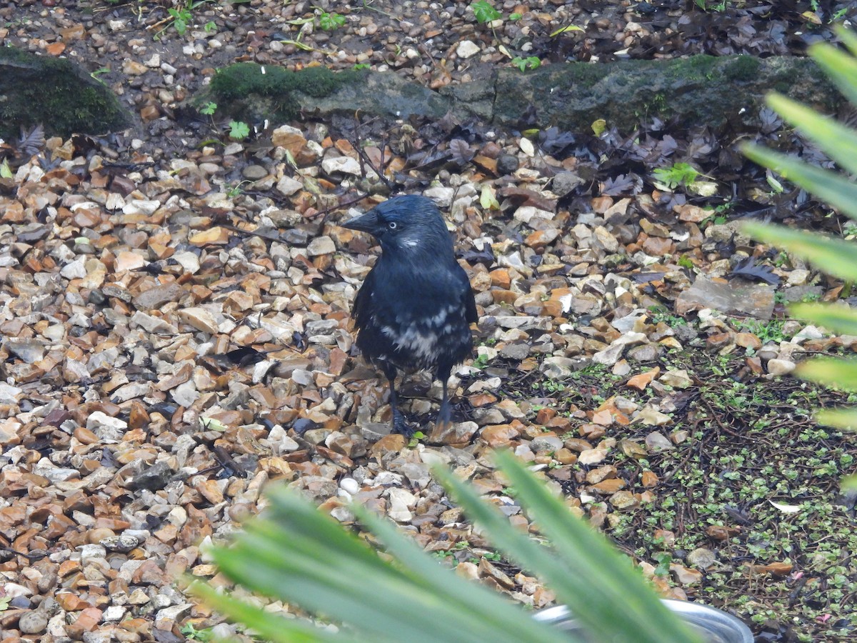 Choucas des tours - ML646047652