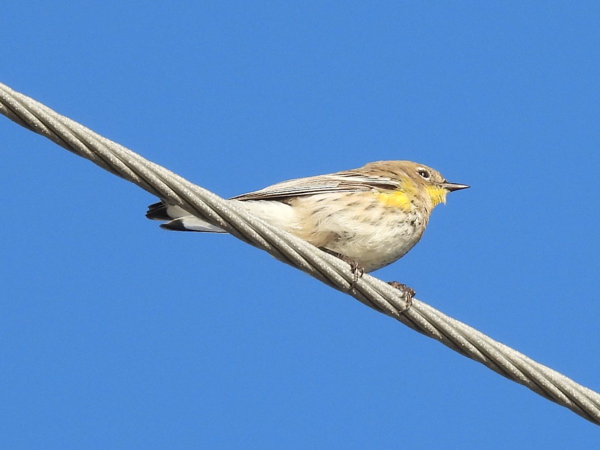 Paruline à croupion jaune - ML646047653