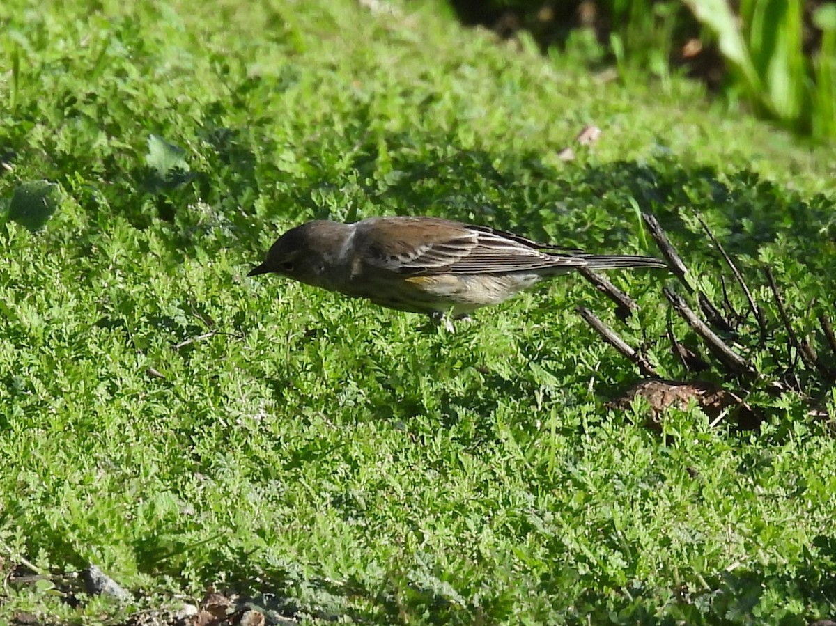 Paruline à croupion jaune - ML646047654