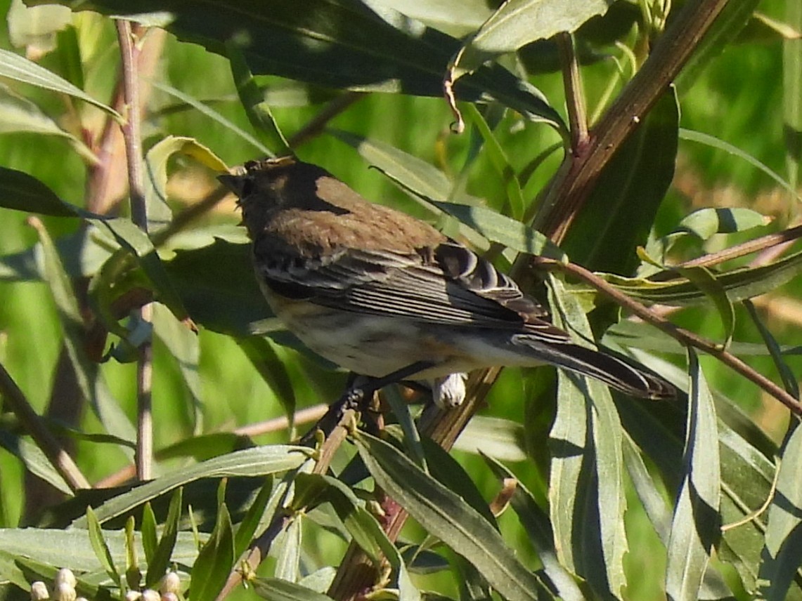 Paruline à croupion jaune - ML646047655
