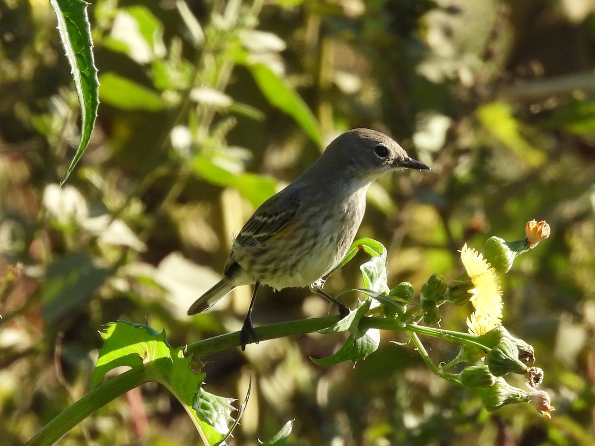 Paruline à croupion jaune - ML646047656
