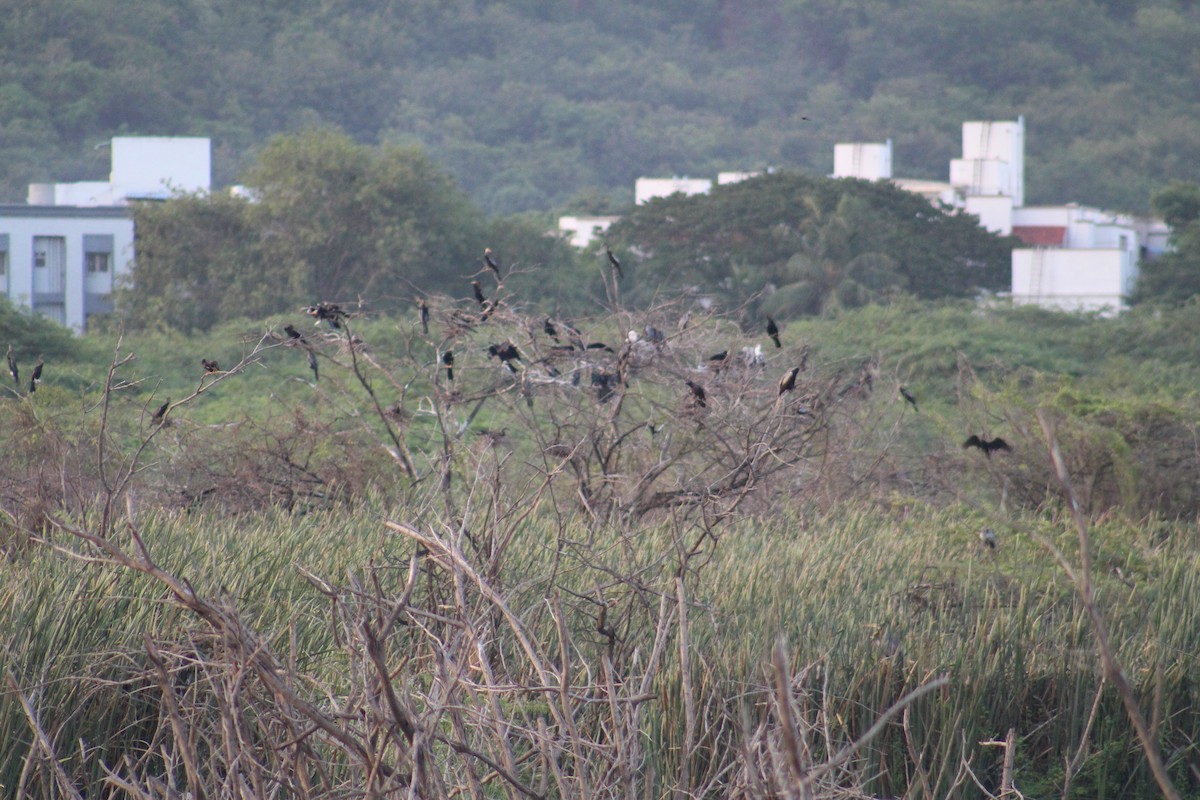 Anhinga roux - ML646047657