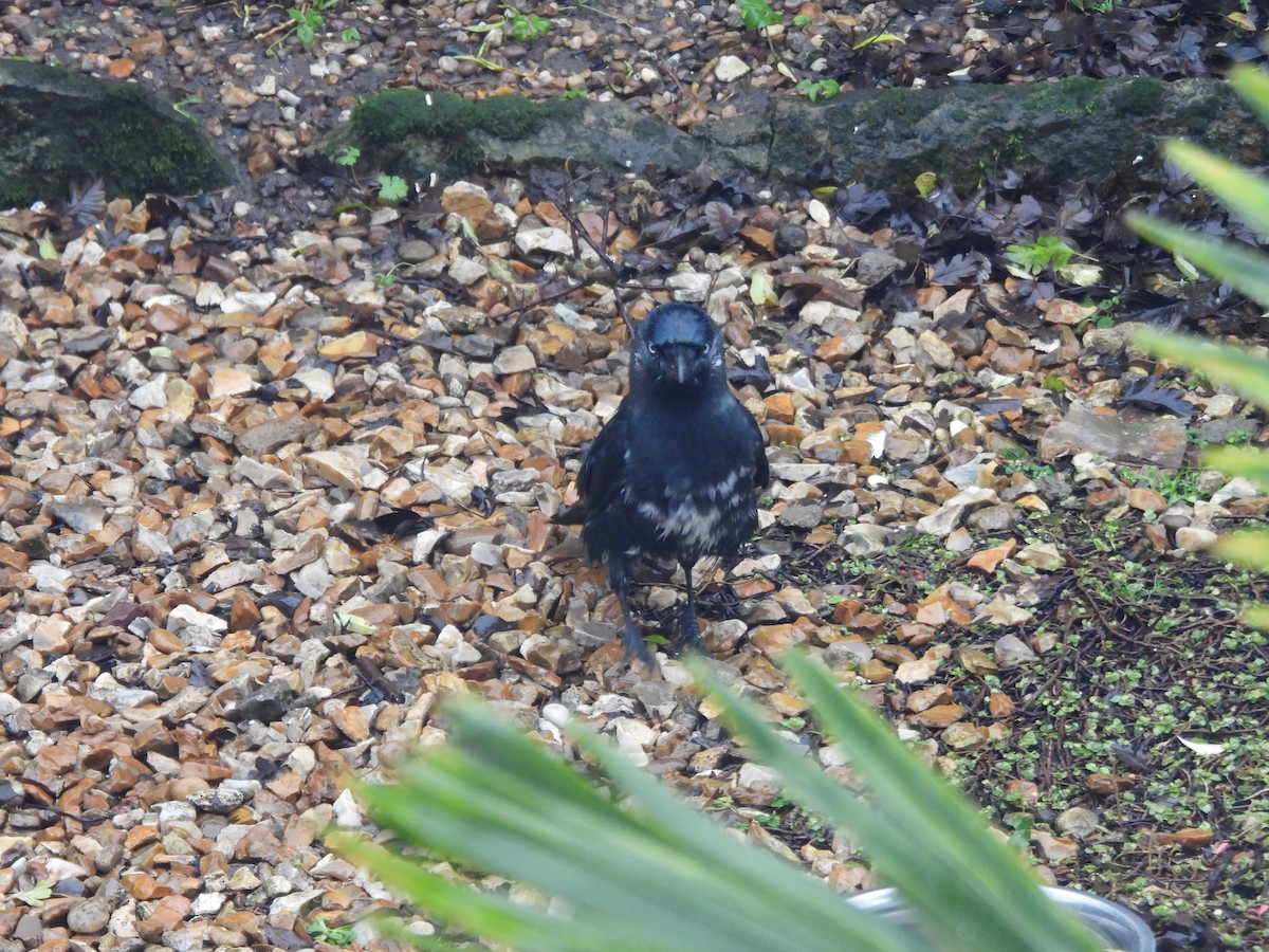 Choucas des tours - ML646047658