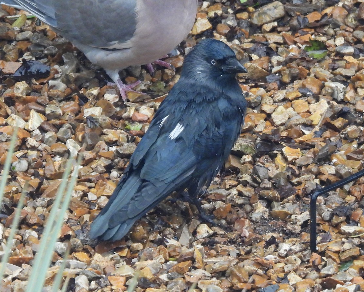 Choucas des tours - ML646047660