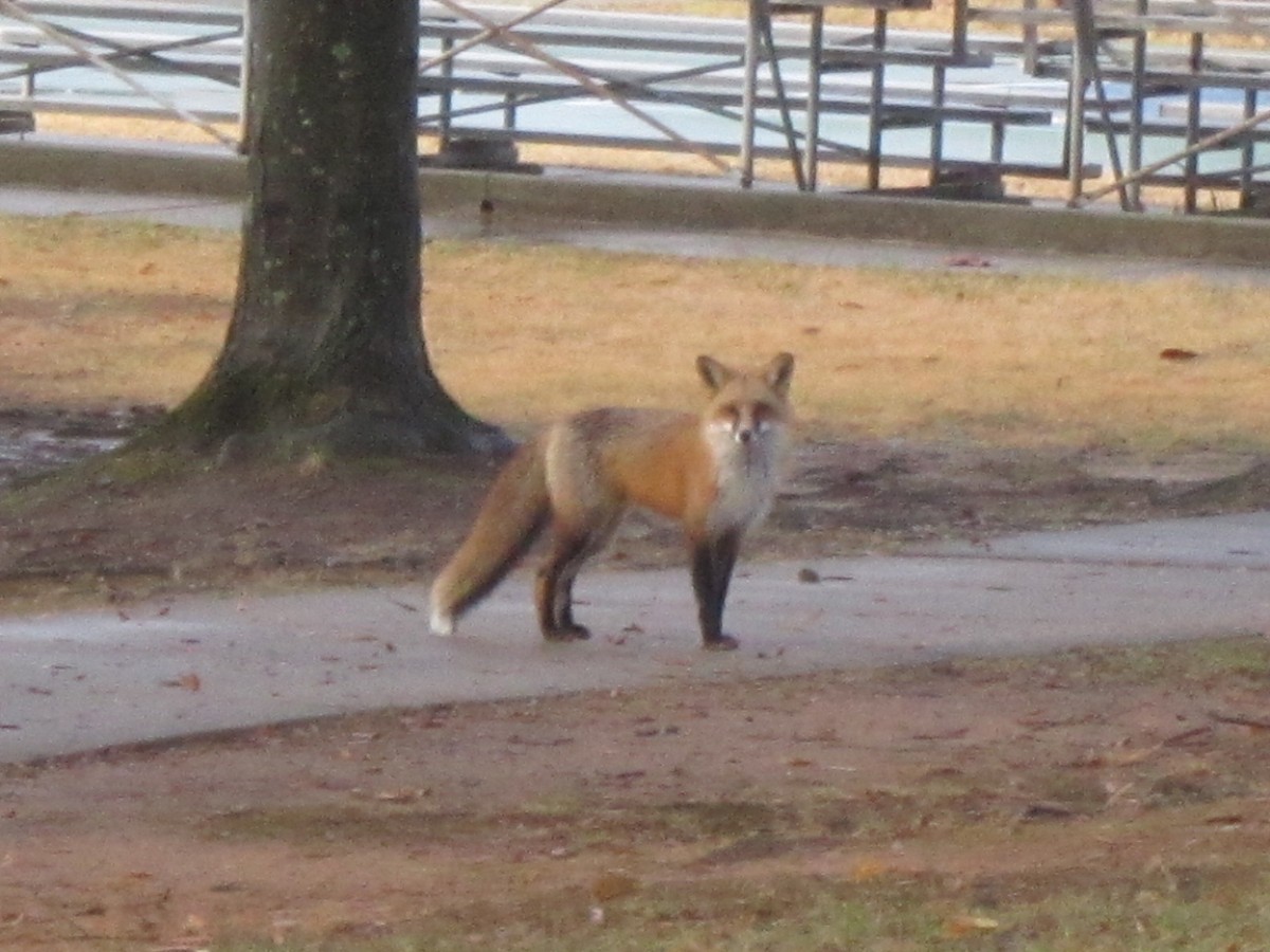 Red Fox - ML646047661