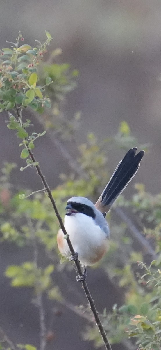 Pie-grièche schach - ML646047662