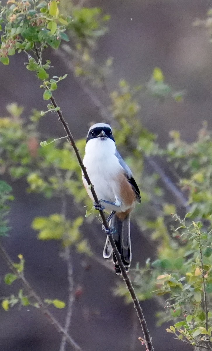 Pie-grièche schach - ML646047663