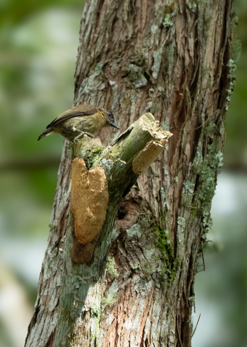 Cici verdinère - ML646047664