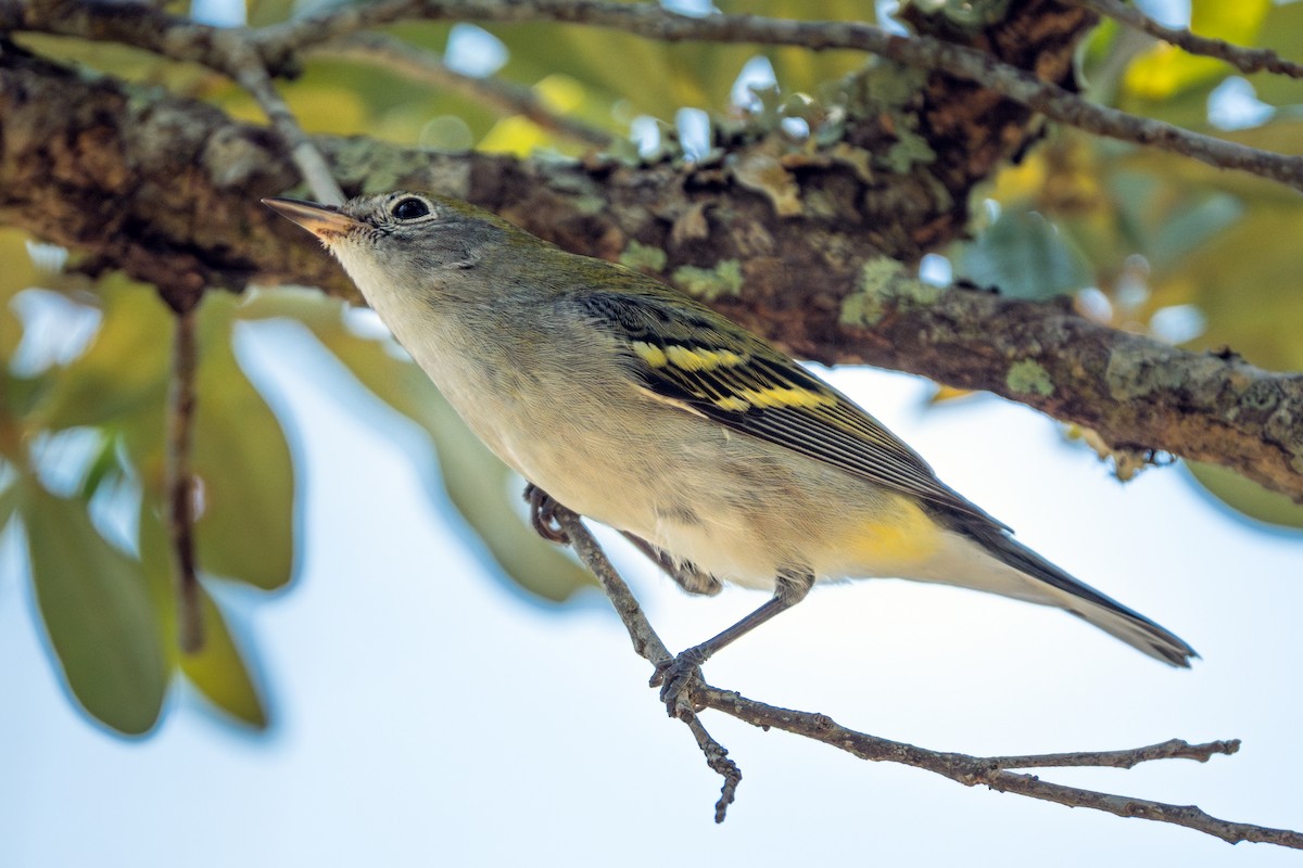 Paruline à flancs marron - ML646047665