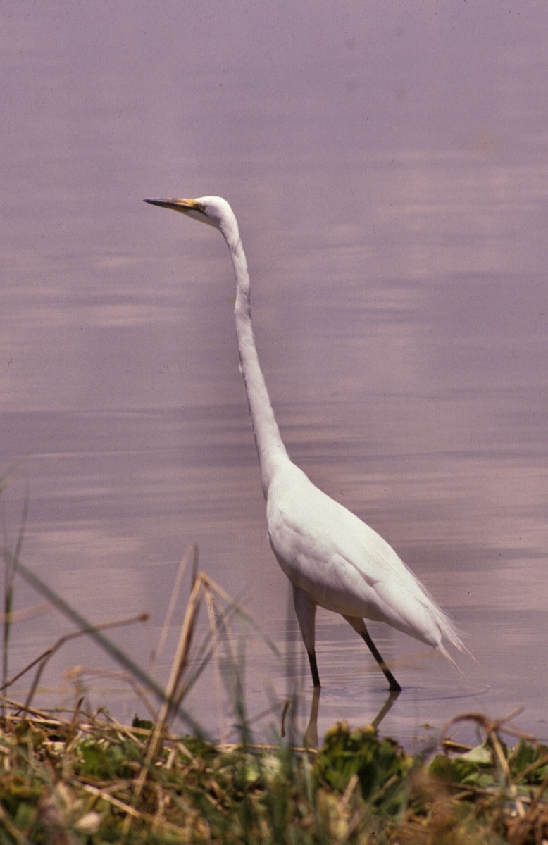 Grande Aigrette - ML646047667