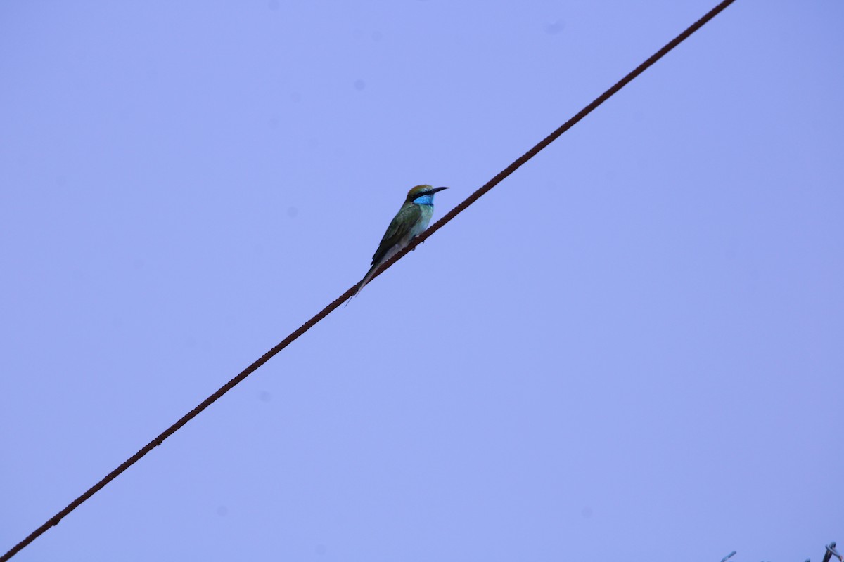 Guêpier à sourcils bleus - ML646047673