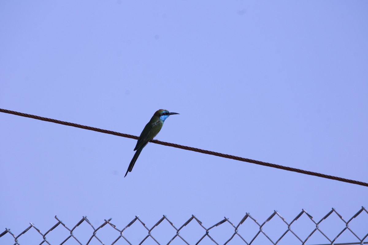 Guêpier à sourcils bleus - ML646047674