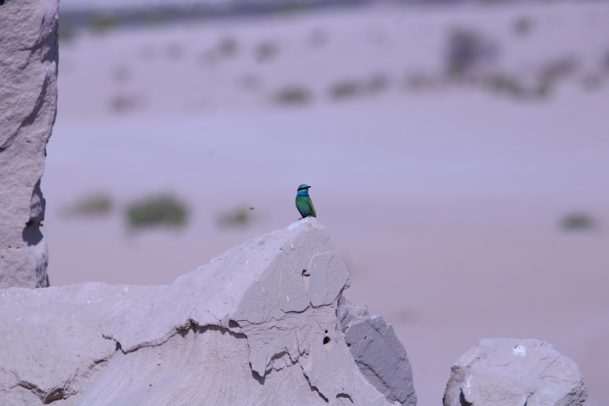 Guêpier à sourcils bleus - ML646047675