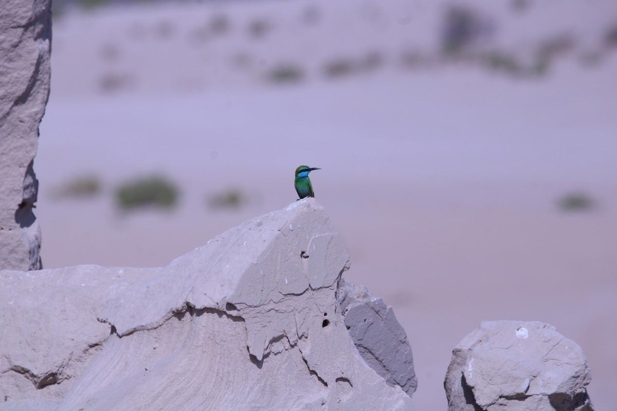 Guêpier à sourcils bleus - ML646047676