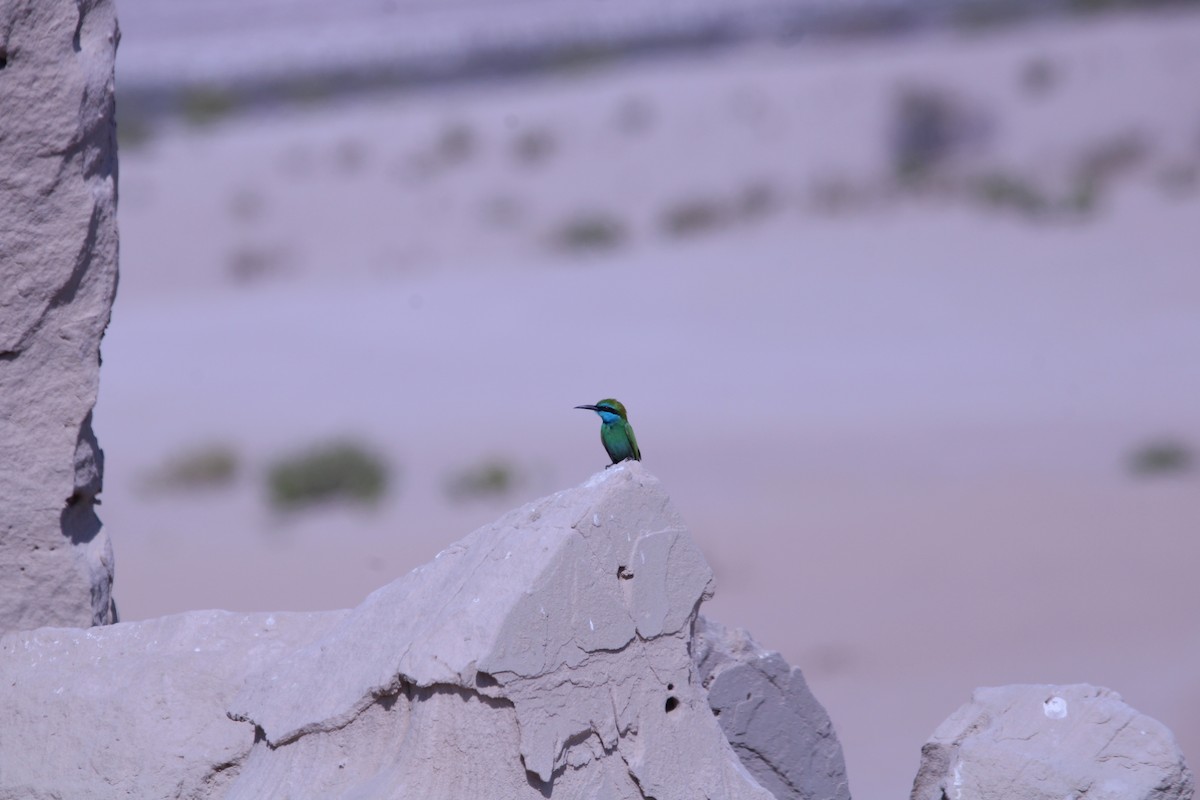 Guêpier à sourcils bleus - ML646047677