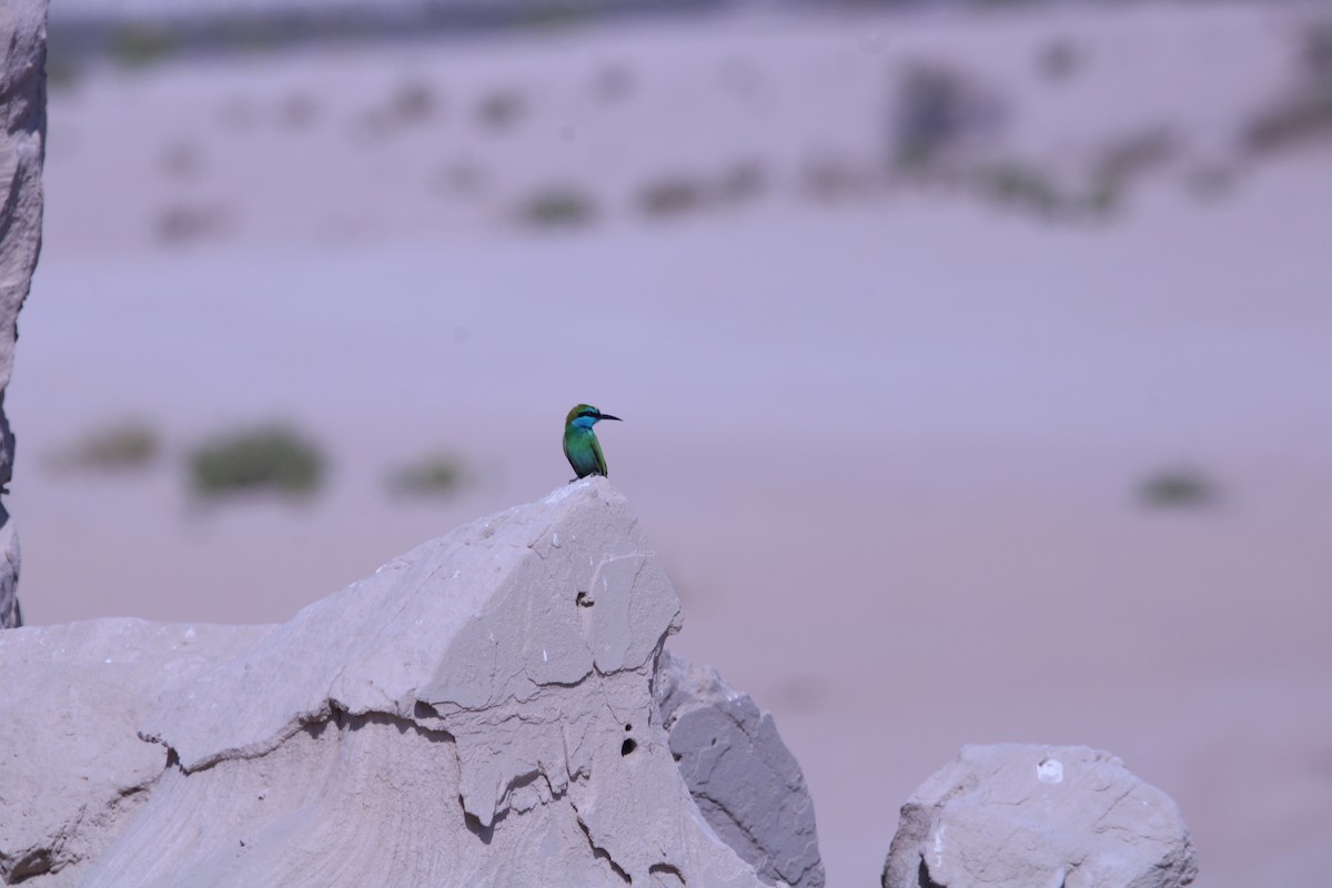 Guêpier à sourcils bleus - ML646047678