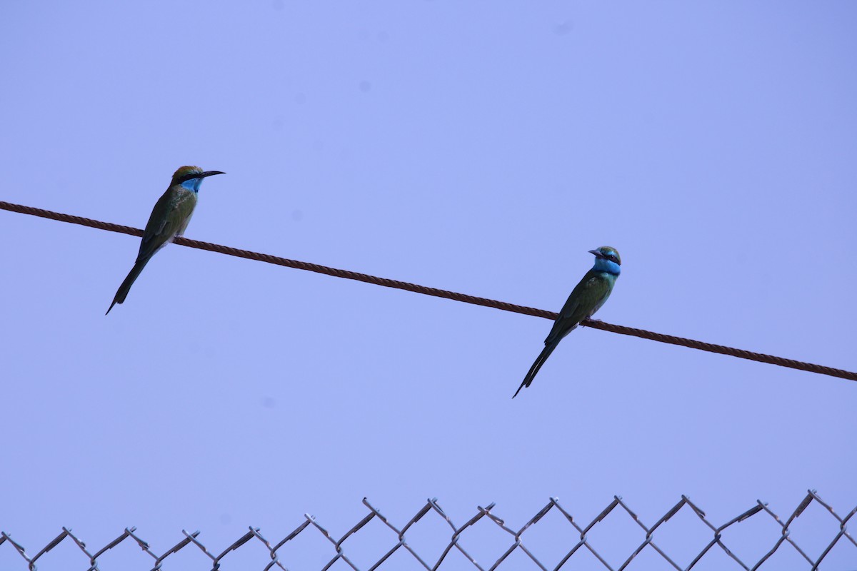 Guêpier à sourcils bleus - ML646047679