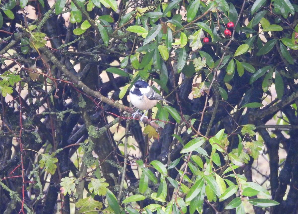 Mésange noire - ML646047680