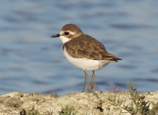 Pluvier à collier interrompu - ML646047681